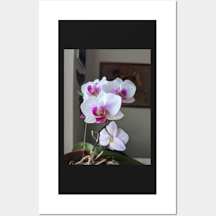 Orchids Posters and Art